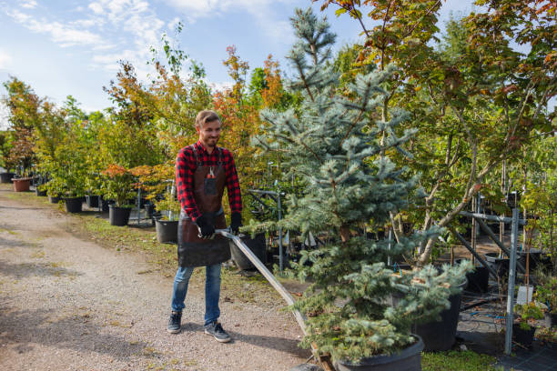 How Our Tree Care Process Works  in  Cedar Rapids, IA